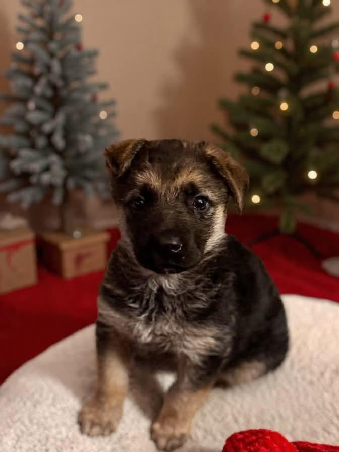 Dutchie, Adoptable, Puppy Female German Shepherd Dog.