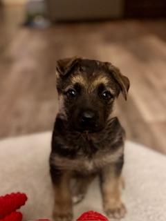 Enlarge Dutchie, a Adoptable German Shepherd Dog in Yakima, WA image 2/4