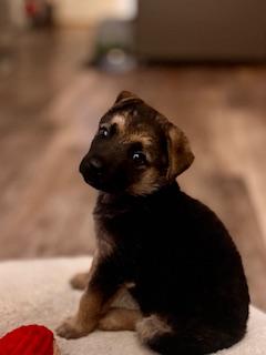 Enlarge Dutchie, a Adoptable German Shepherd Dog in Yakima, WA image 3/4