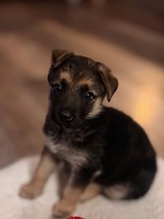 Enlarge Dutchie, a Adoptable German Shepherd Dog in Yakima, WA image 4/4