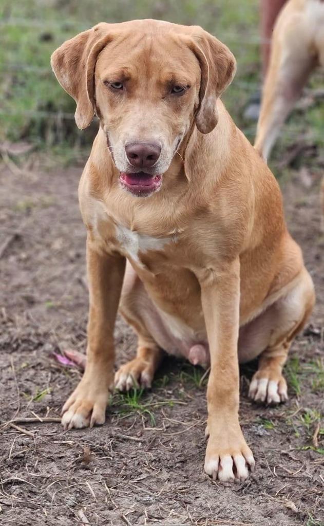Freckles, Adoptable, Adult Male Yellow Labrador Retriever & Mixed Breed.