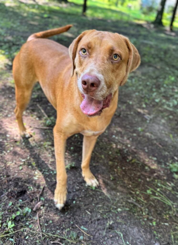 Enlarge Freckles, a Adoptable mixed breed in Waynesville, GA image 2/3