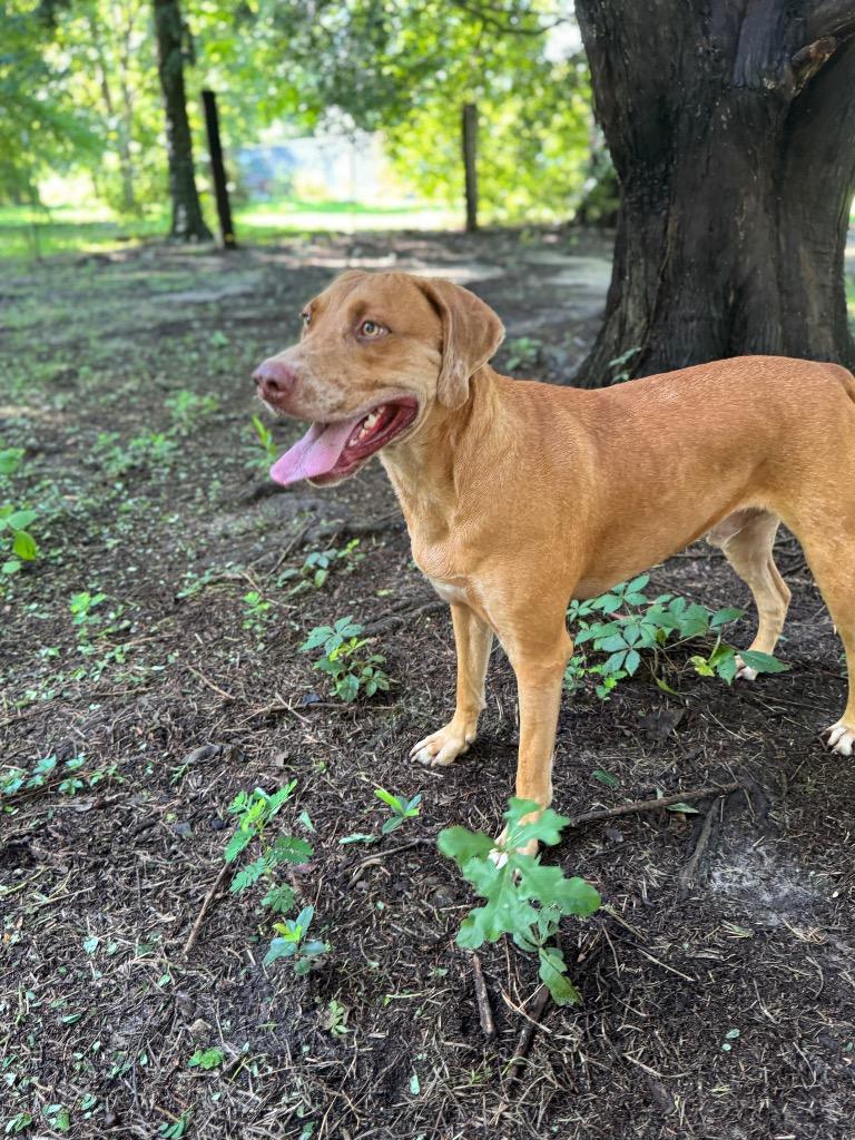 Enlarge Freckles, a Adoptable mixed breed in Waynesville, GA image 3/3