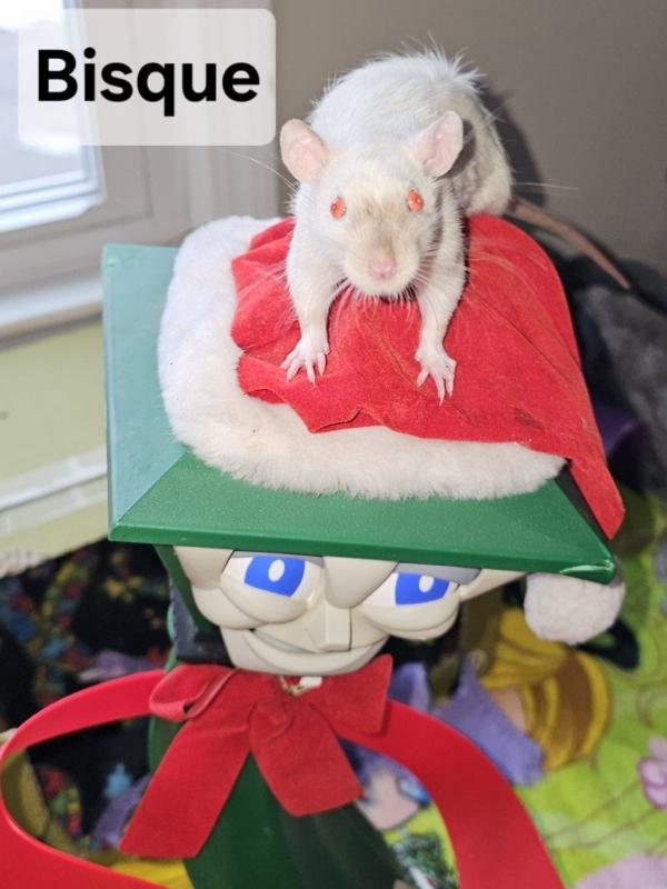 Enlarge Bisque, a ADOPTABLE Rat in Merrimack, NH image 1/1