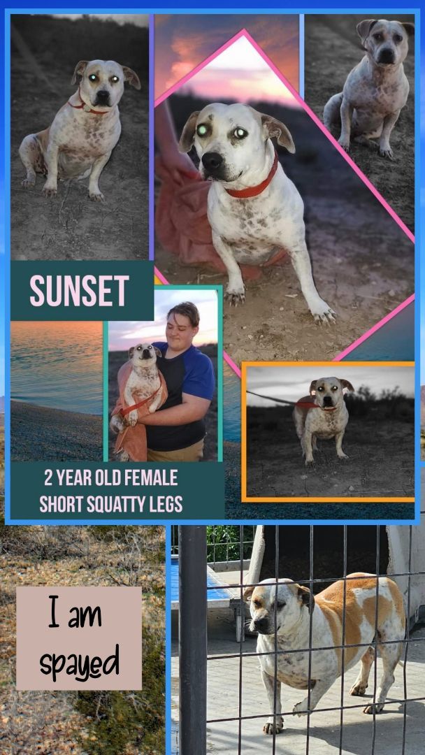 Enlarge Sunset, a Adoptable mixed breed in Kermit, TX image 1/1