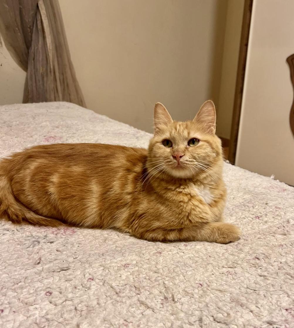 Enlarge Lilly, the Courageous and Loving Warrior, a Adoptable mixed breed in Somerset, NJ image 1/6