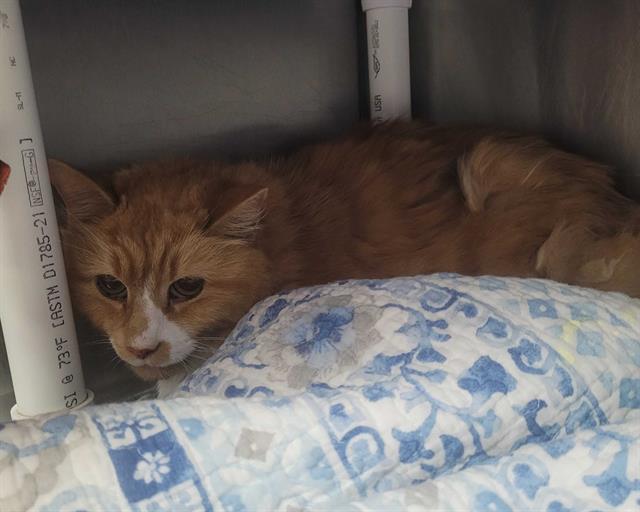 LINDY HOP, Adoptable, Senior Female Domestic Long Hair.