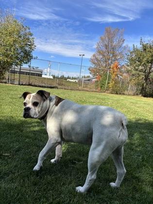 Enlarge Ruby, a Adoptable mixed breed in Erin, ON image 1/3