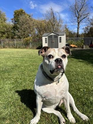 Enlarge Ruby, a Adoptable mixed breed in Erin, ON image 2/3