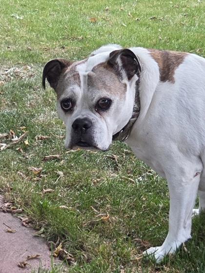 Enlarge Ruby, a Adoptable mixed breed in Erin, ON image 3/3