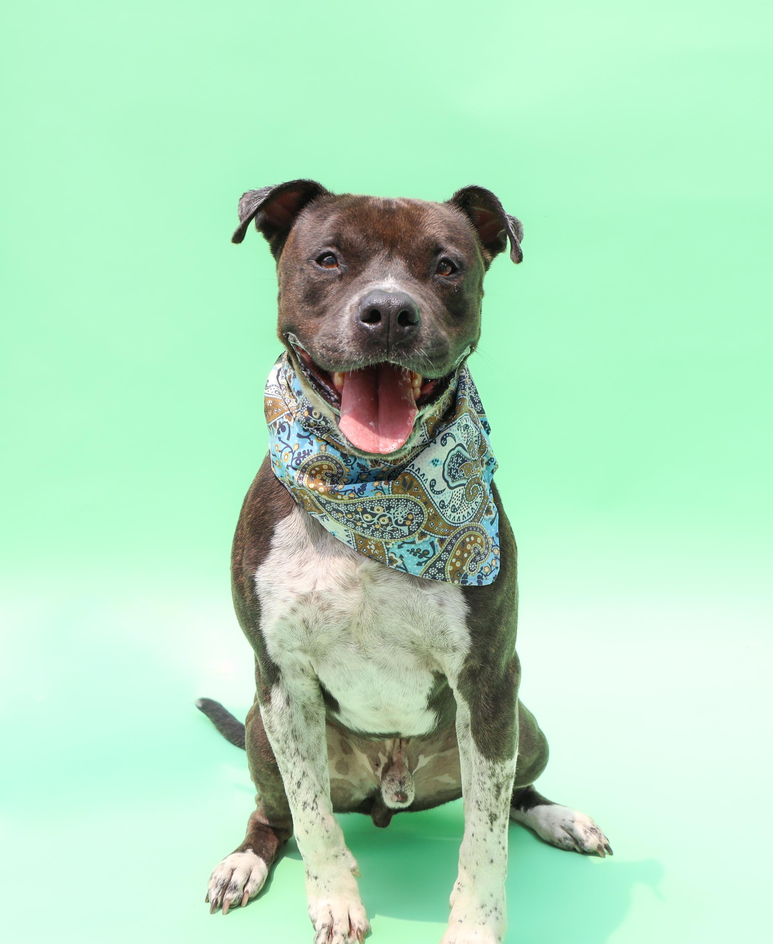 Bubbles, Adoptable, Young Male American Bully & Bulldog.