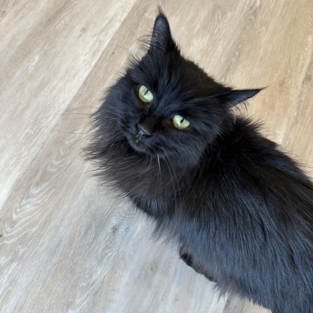 Boo Boo, Adoptable, Senior Female Domestic Long Hair.