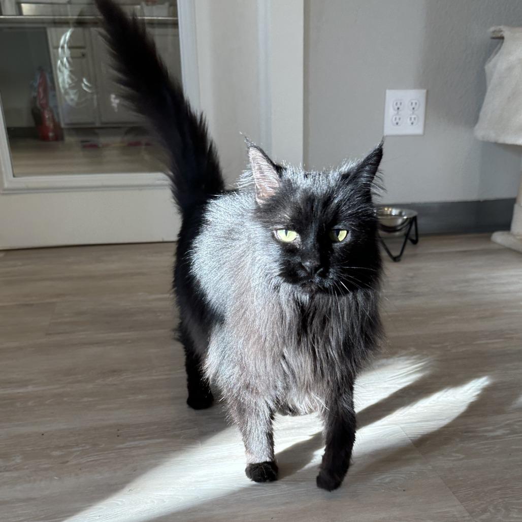 Enlarge Boo Boo, a Adoptable Domestic Long Hair in Durango, CO image 2/3