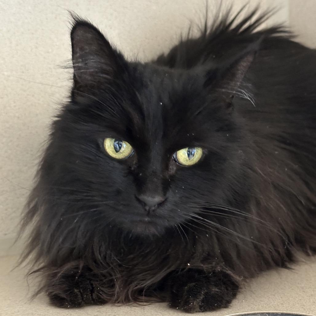 Boo Boo — thumbnail 4