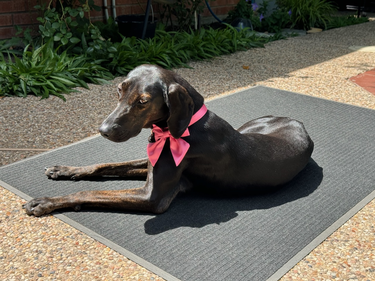Shadow, a Adoptable Hound in Dallas, TX image 1/6