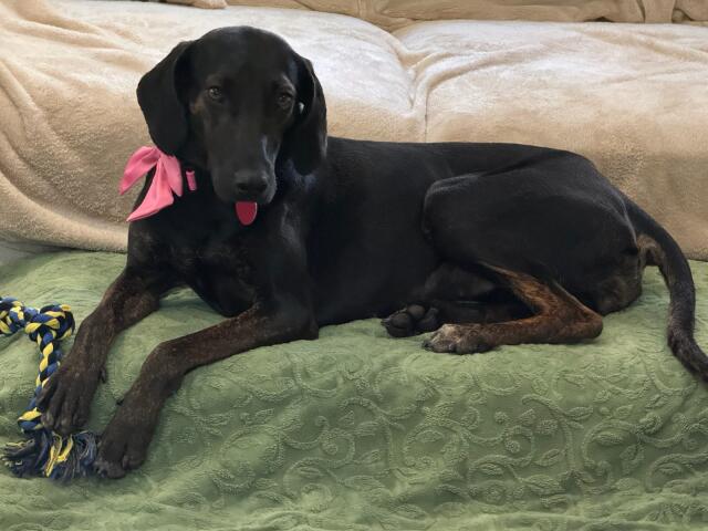 Shadow, a Adoptable Hound in Dallas, TX image 3/6