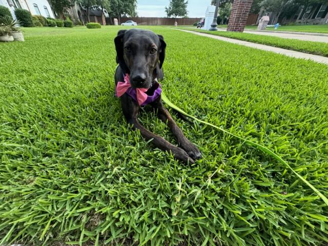 Shadow, a Adoptable Hound in Dallas, TX image 4/6