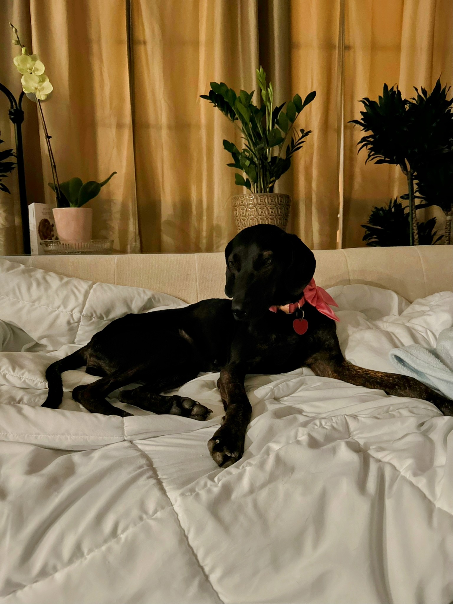 Shadow, a Adoptable Hound in Dallas, TX image 5/6