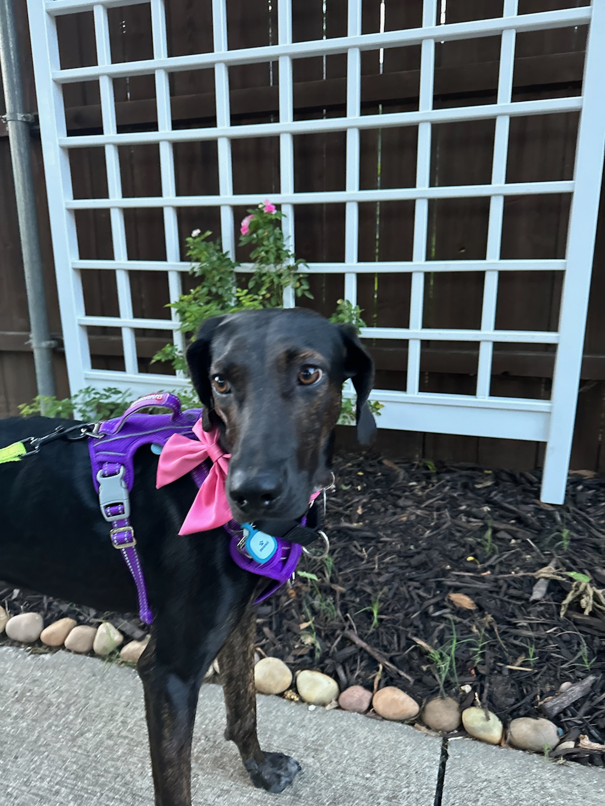Shadow, a Adoptable Hound in Dallas, TX image 6/6