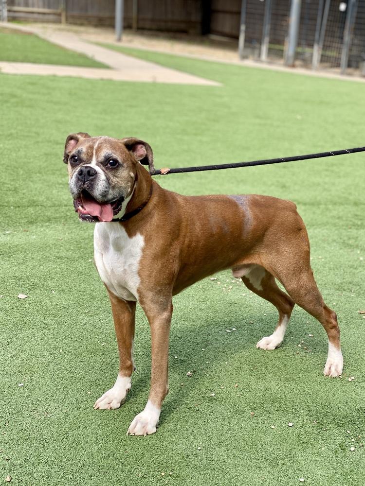 Theo - Silver Heart, Adoptable, Senior Male Boxer.