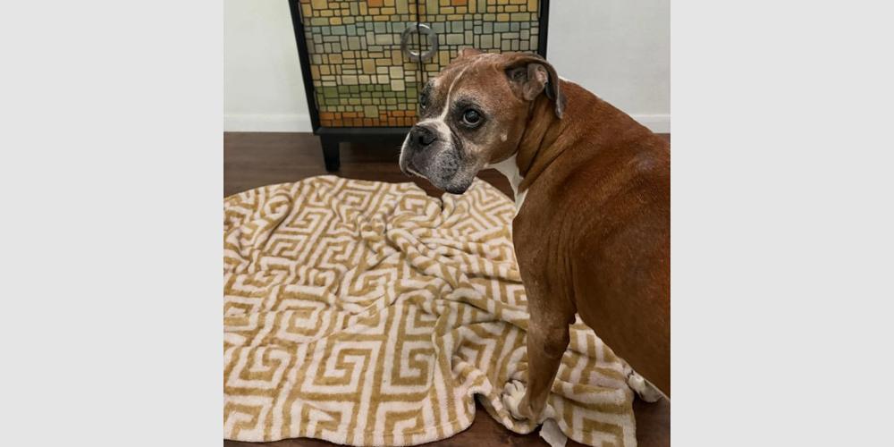 Theo - Silver Heart, a Adoptable Boxer in Hewitt, TX image 2/2