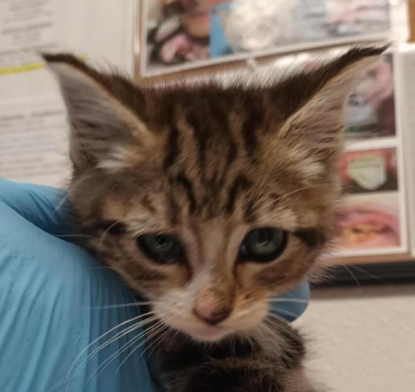 Bernie, Adoptable, Kitten Male Domestic Short Hair.