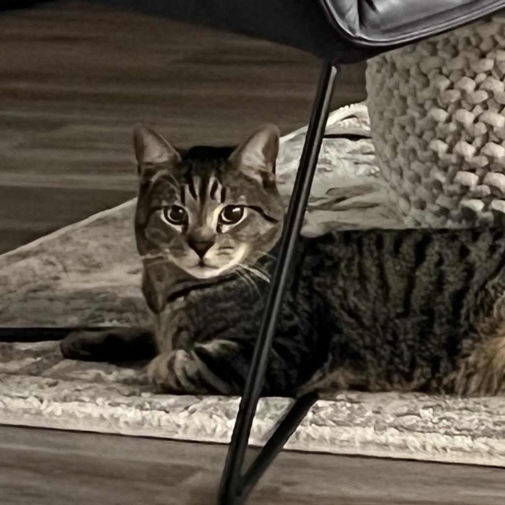 Enlarge Thunder, a Adoptable Domestic Short Hair in Kenai, AK image 1/1