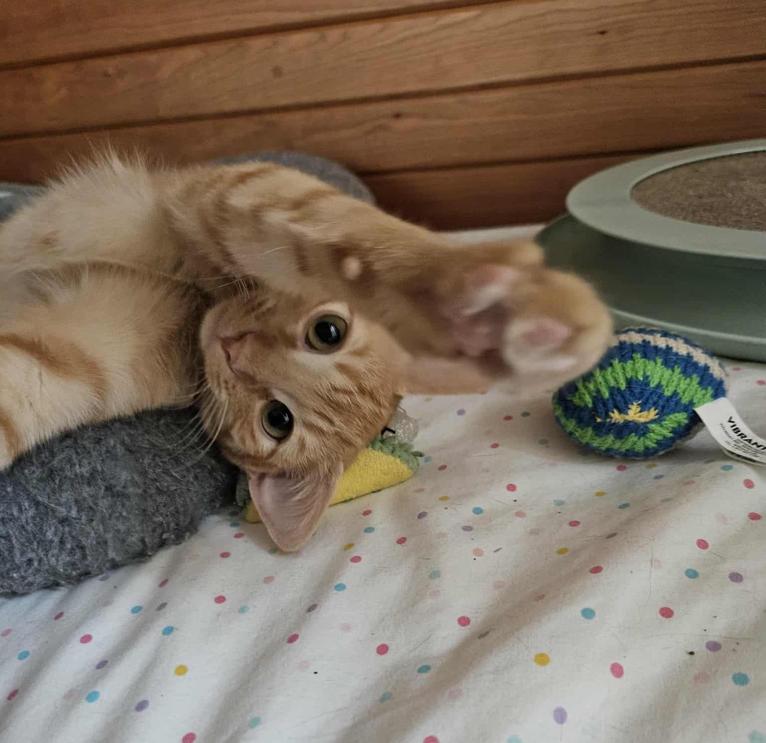 Superman, Adoptable, Kitten Male Domestic Short Hair.