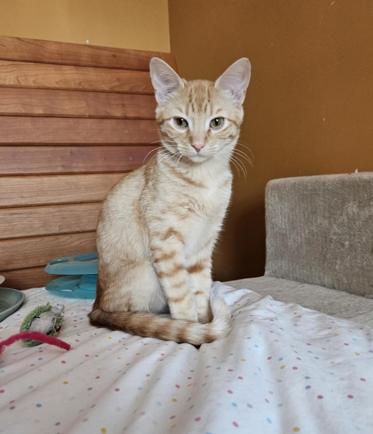 Enlarge Superman, a Adoptable Domestic Short Hair in Overland Park, KS image 2/2