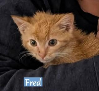 Fred, Adopted, Kitten Male Domestic Medium Hair.