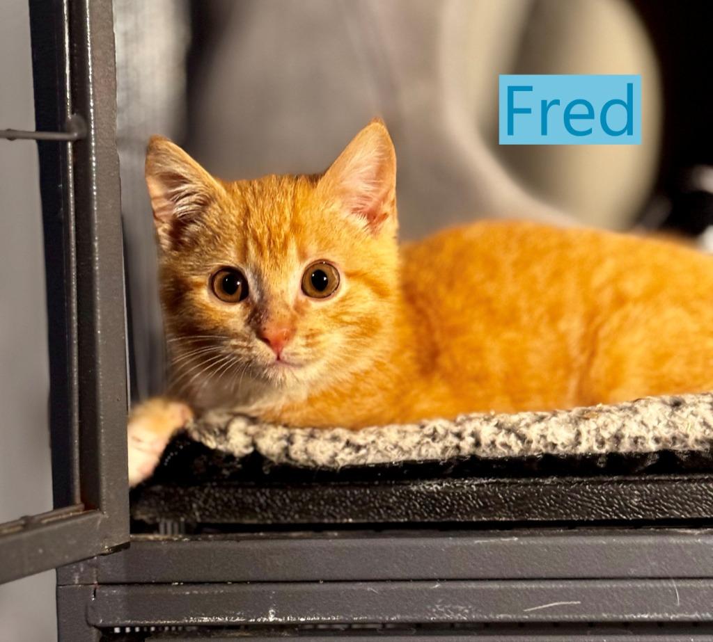 Fred, a Adopted mixed breed in Hoover , AL image 2/2