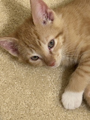 Twinkie, an adopted Domestic Short Hair in Annapolis, MD_image-1