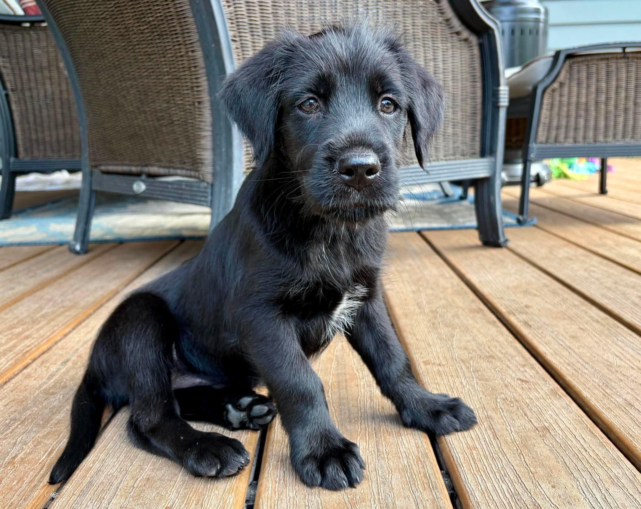 Starburst, adopted, Puppy Female Mixed Breed & Golden Retriever.