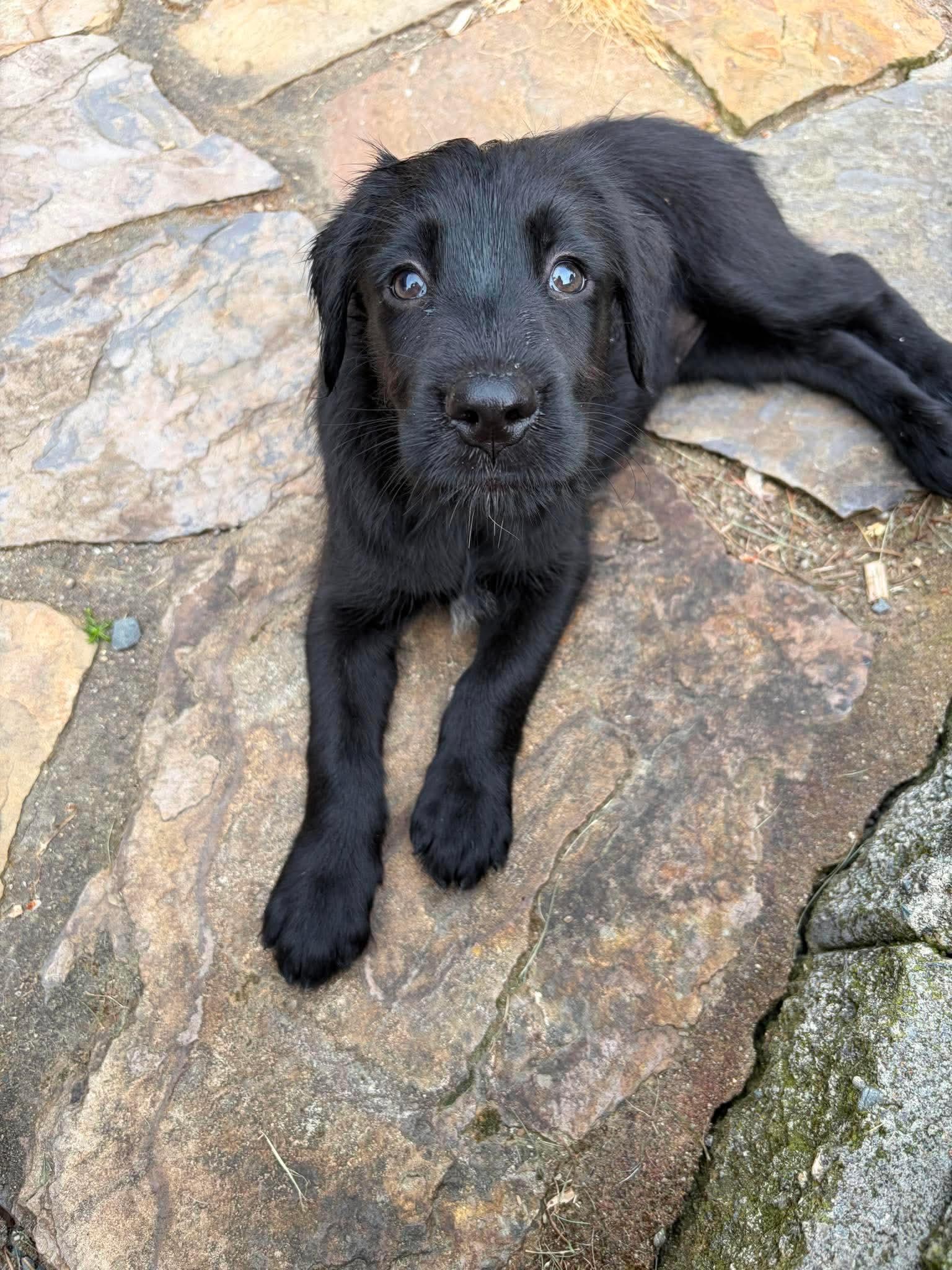 Starburst, an adopted mixed breed in Tacoma, WA image 2/6
