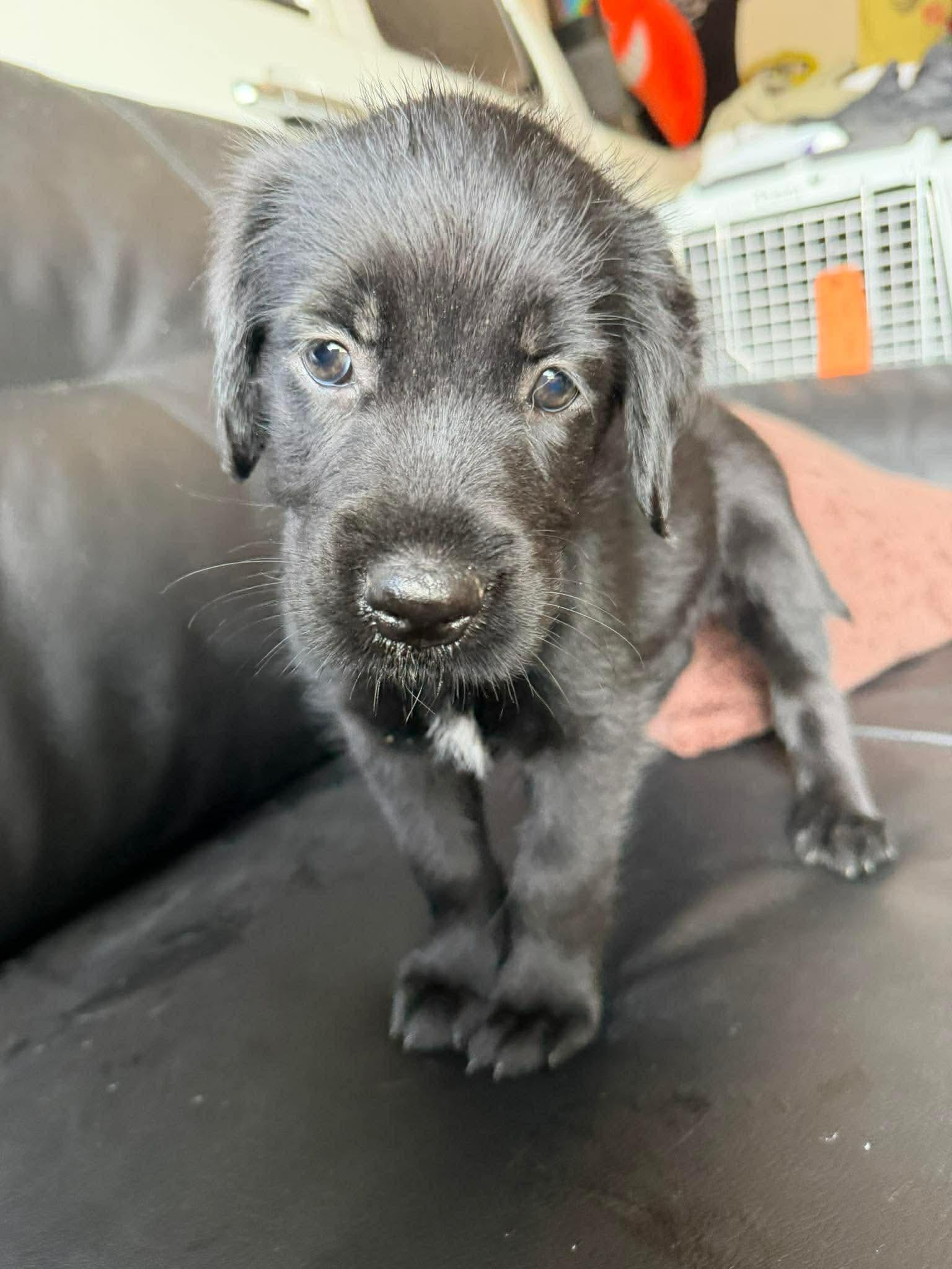Starburst, an adopted mixed breed in Tacoma, WA image 4/6