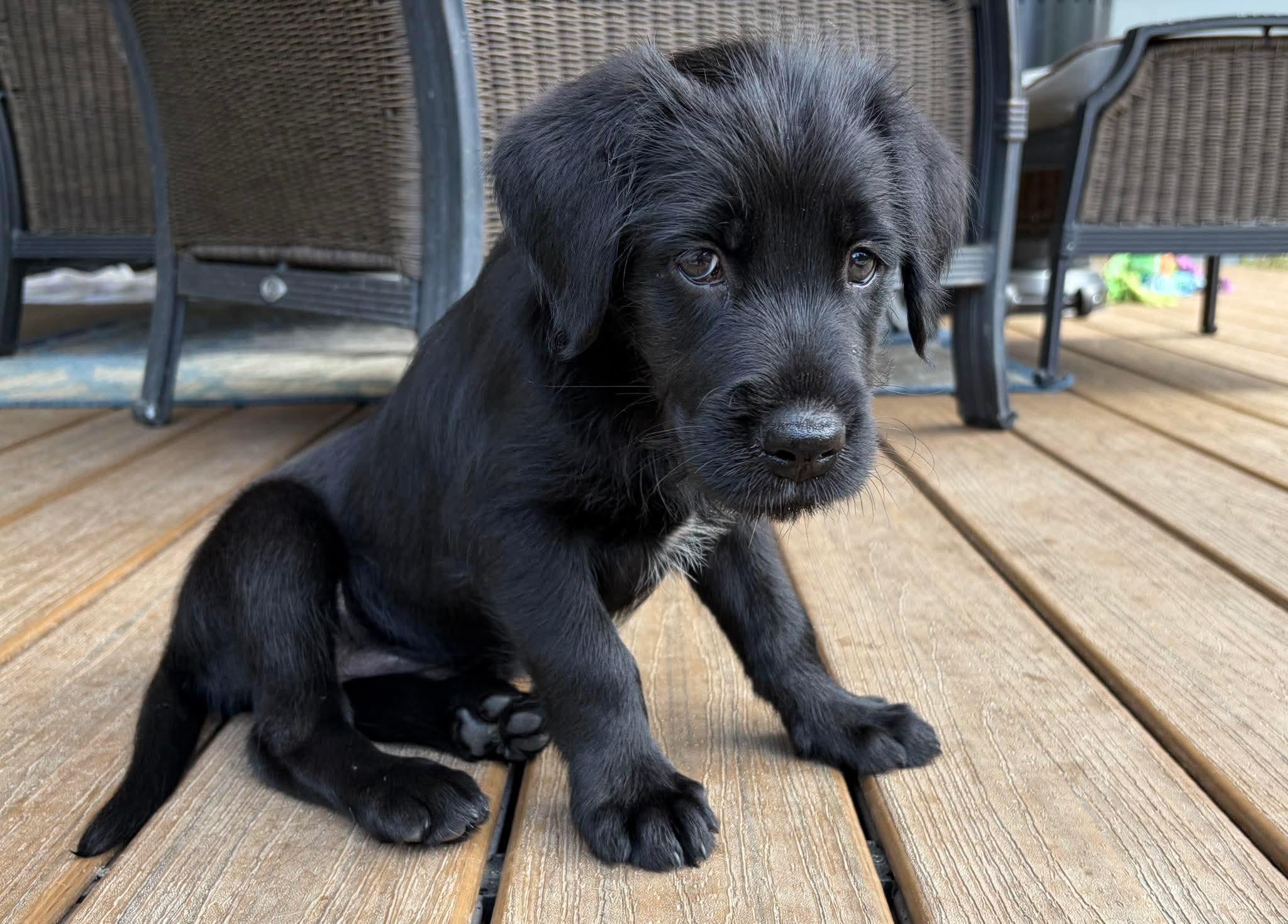 Starburst, an adopted mixed breed in Tacoma, WA image 6/6