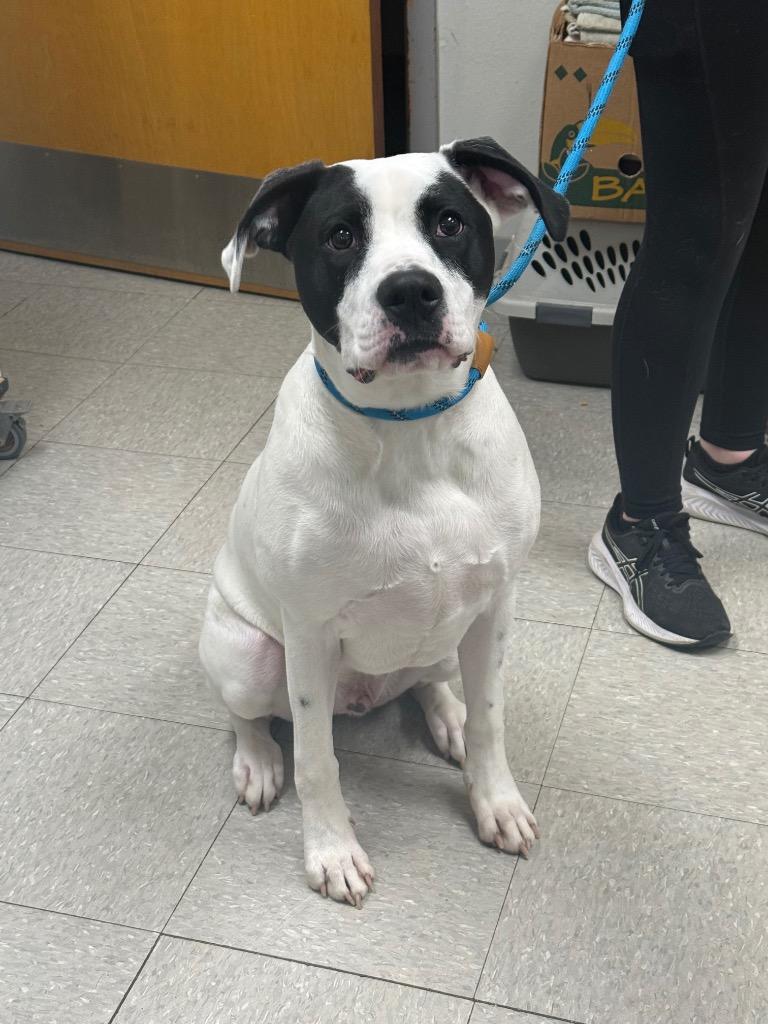 Tyson, Adoptable, Puppy Male Boxer.