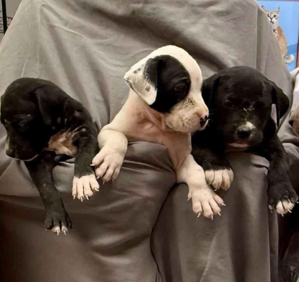 Enlarge Tyson, a Adoptable Boxer in Sorrento, LA image 2/4