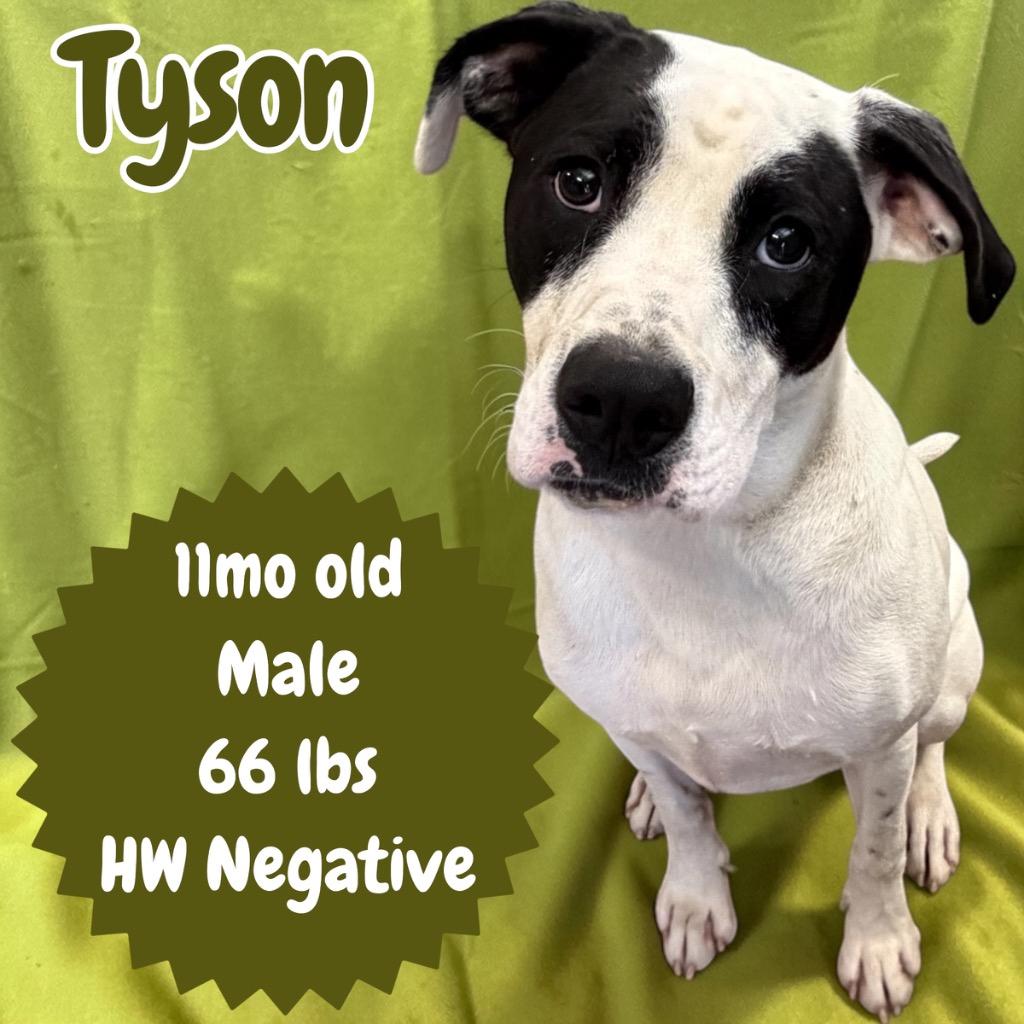 Enlarge Tyson, a Adoptable Boxer in Sorrento, LA image 3/5