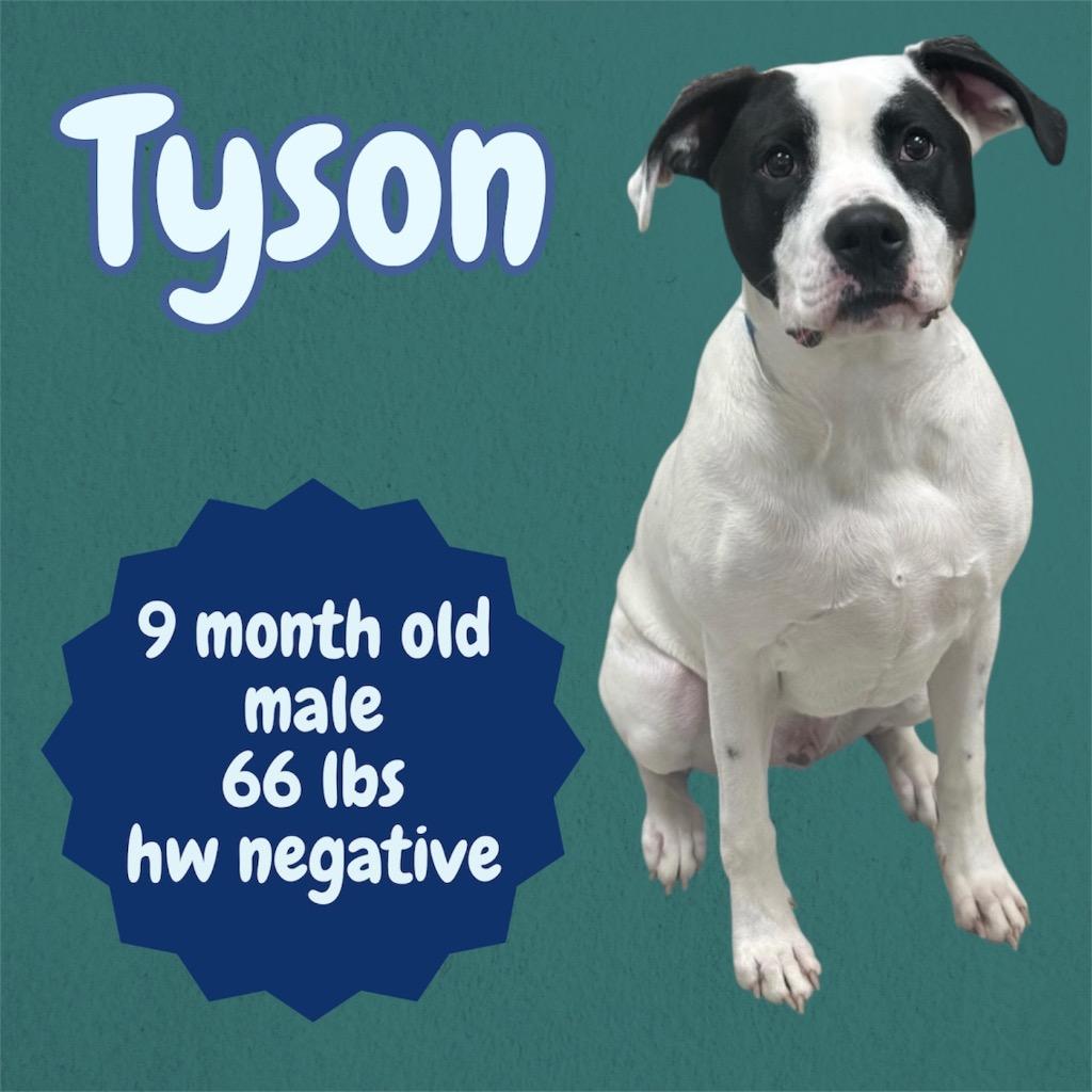 Enlarge Tyson, a Adoptable Boxer in Sorrento, LA image 3/4