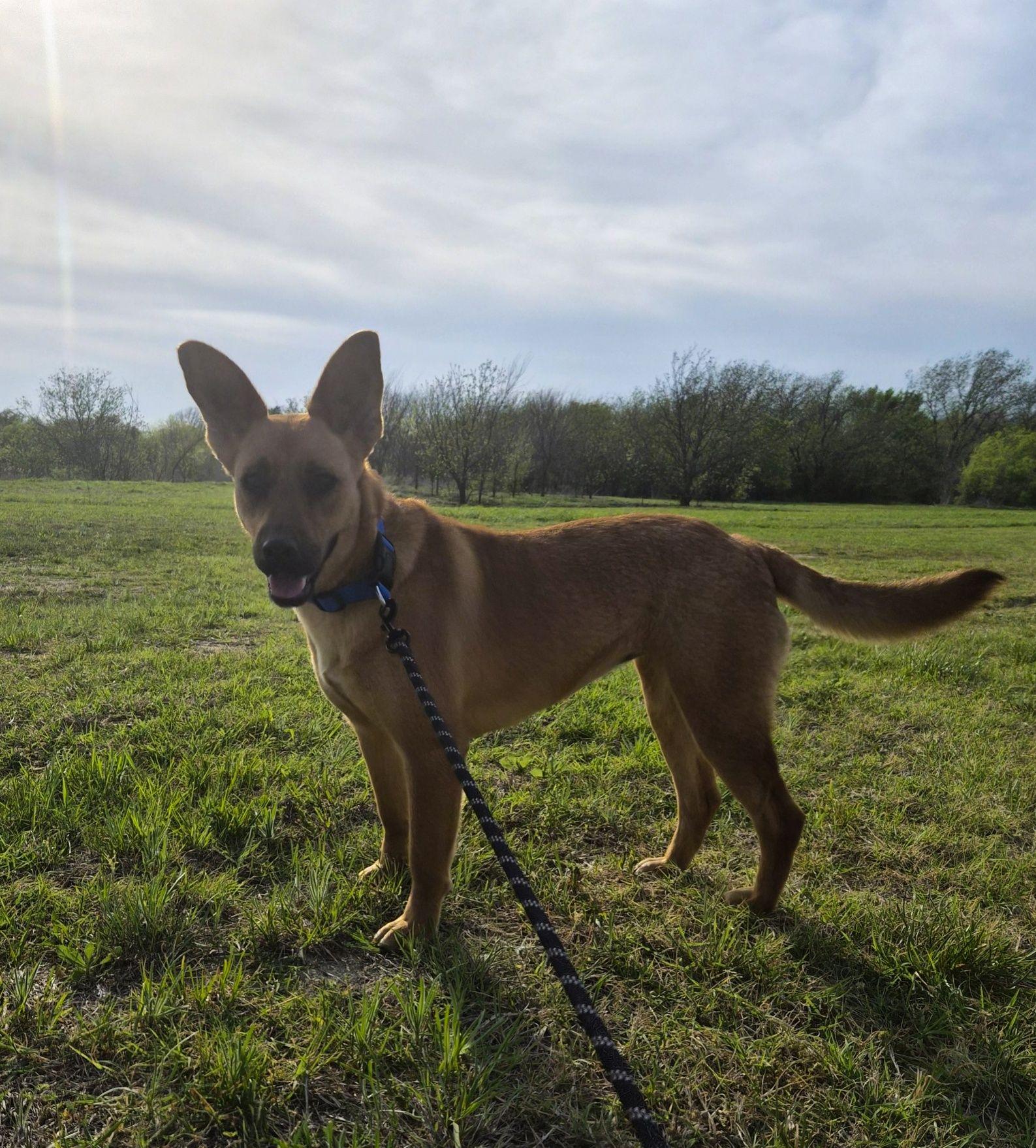 Annie, ADOPTABLE, Young Female German Shepherd Dog.