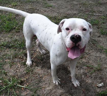 Antony, a ADOPTABLE mixed breed in Inverness, FL image 2/2