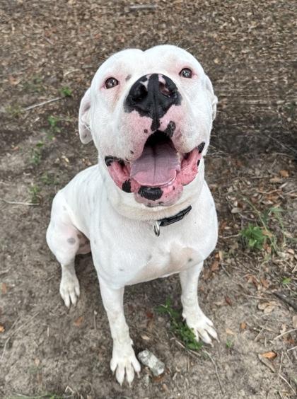 Antony, a ADOPTABLE mixed breed in Inverness, FL image 1/2