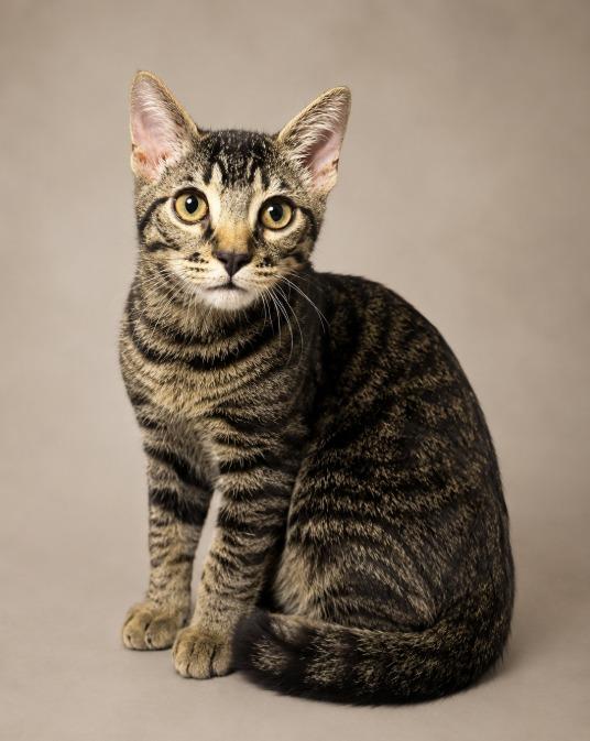 Muenster Cheese, Adoptable, Kitten Male Bengal.