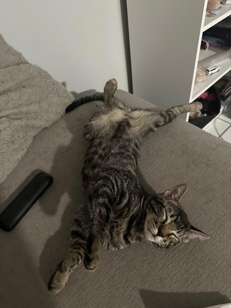 Enlarge Muenster Cheese, a Adoptable Bengal in Miami, FL image 4/5
