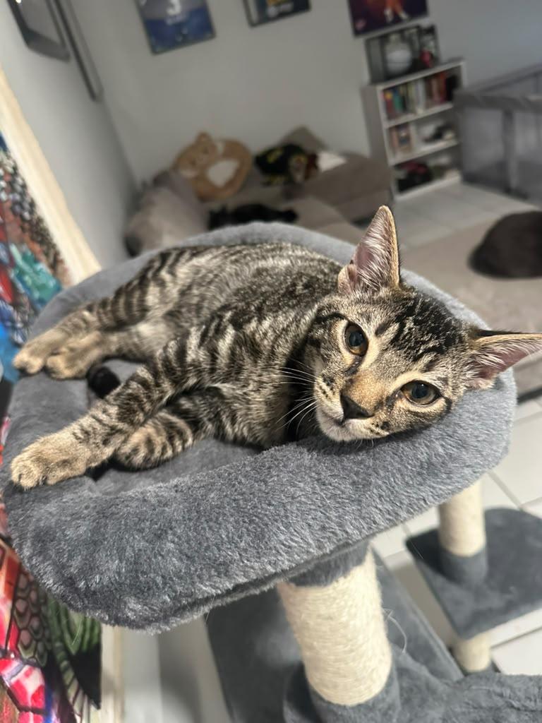 Enlarge Muenster Cheese, a Adoptable Bengal in Miami, FL image 2/5