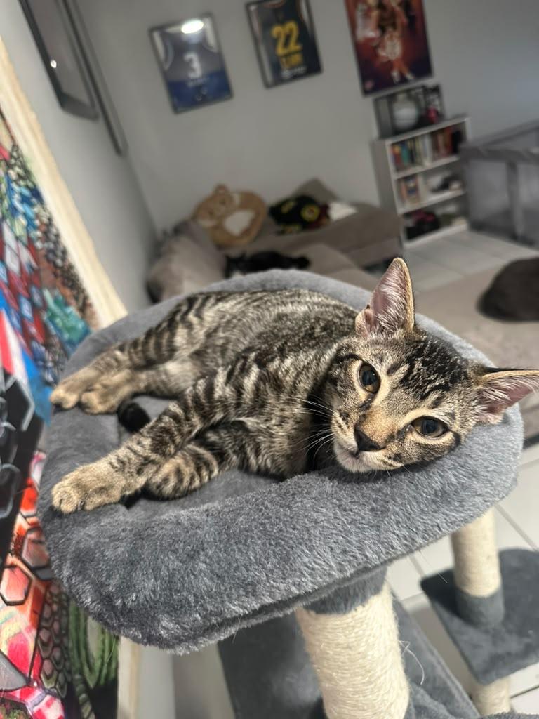 Enlarge Muenster Cheese, a Adoptable Bengal in Miami, FL image 5/5