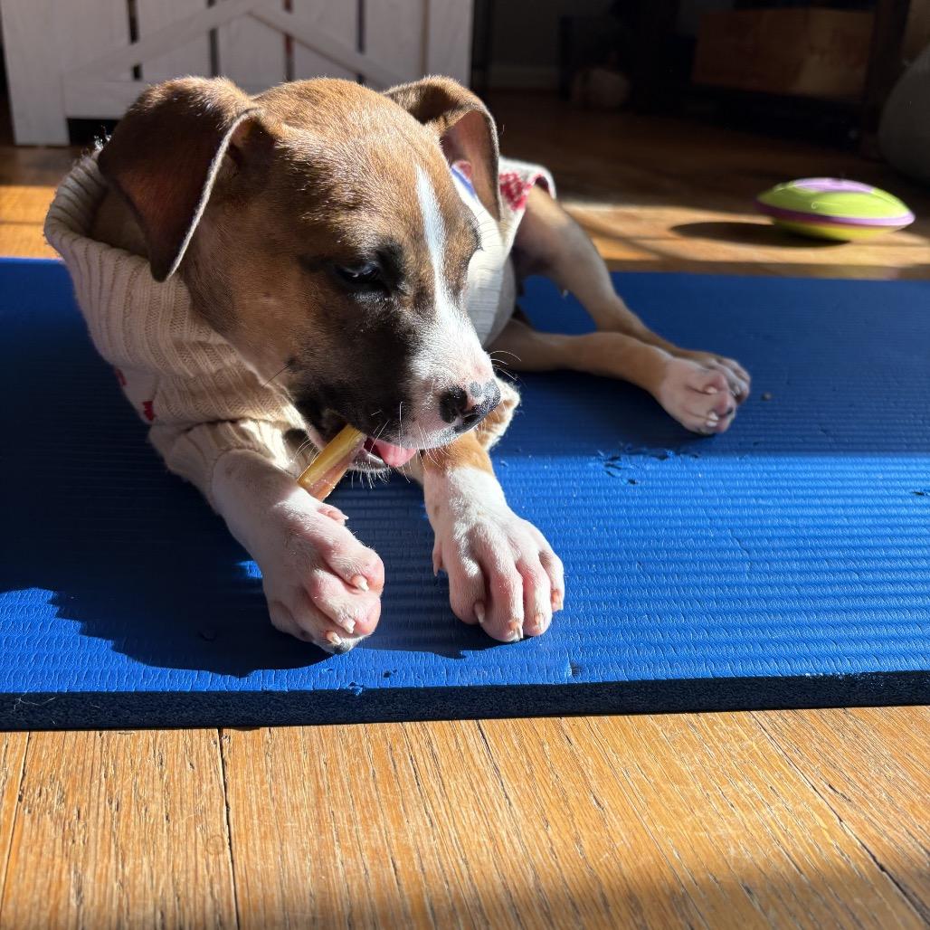 Nola, Adoptable, Puppy Female Boxer & Labrador Retriever.