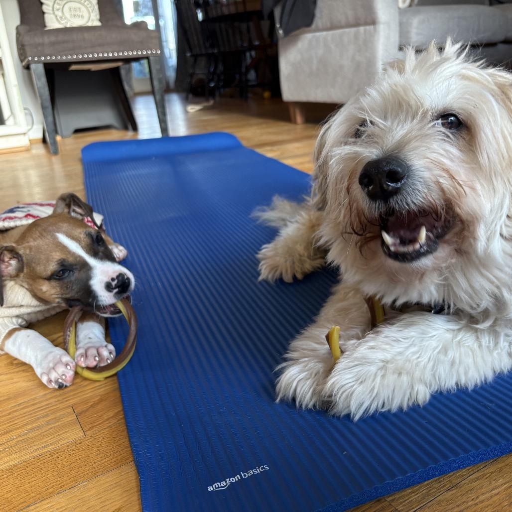 Enlarge Nola, a Adoptable mixed breed in Silver Spring, MD image 2/6