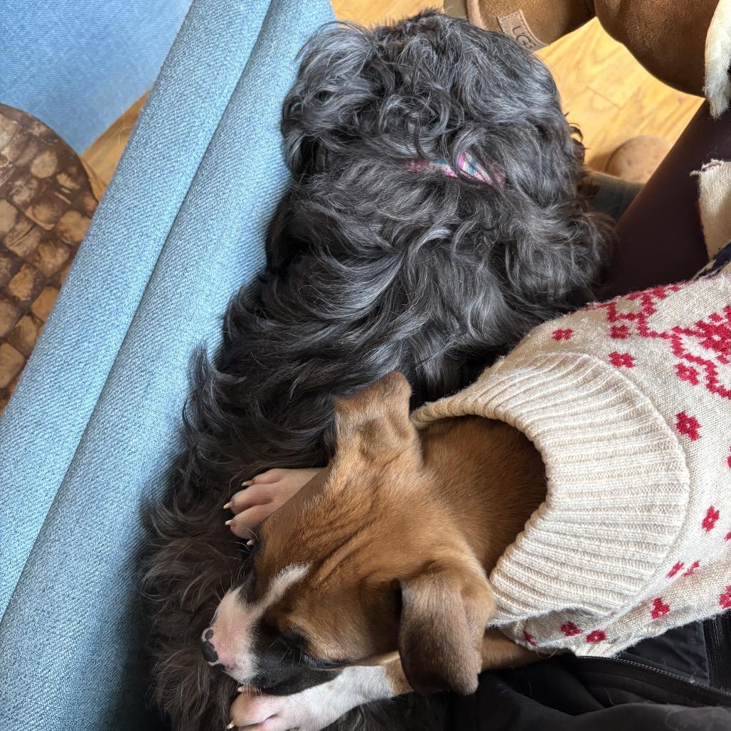 Enlarge Nola, a Adoptable mixed breed in Silver Spring, MD image 3/6